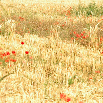 champs de blé et de coquelicots