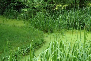 composition de verdure au jardin anglais de vesoul