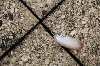 la plume de vesoul
