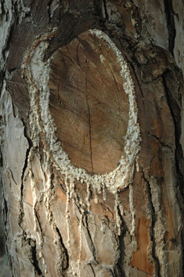 la sève de l'arbre