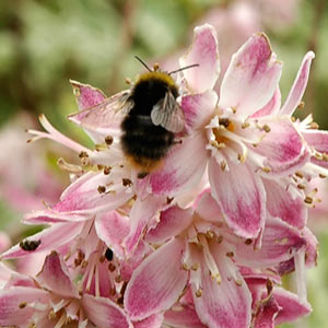 maya l'abeille