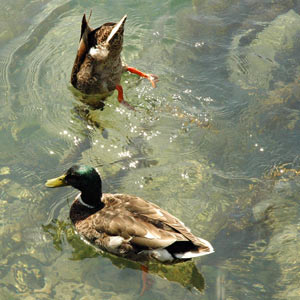 belle photo de cul de canard