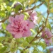 Arbre aux fleurs roses