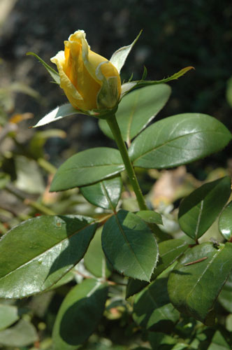Bouton de rose jaune