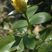 Bouton de rose jaune