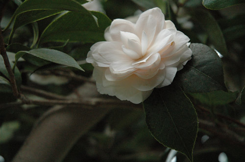 Camelia