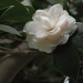 Camelia