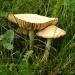 Champignon