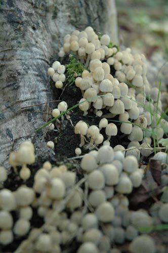 Champignons