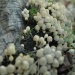 Champignons