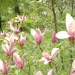Eclosion