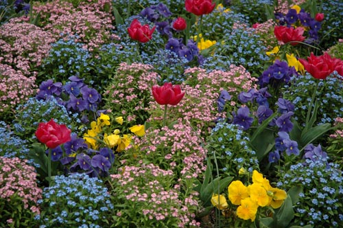 Multicolore Parterre