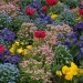 Multicolore Parterre