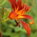 Orchidee
