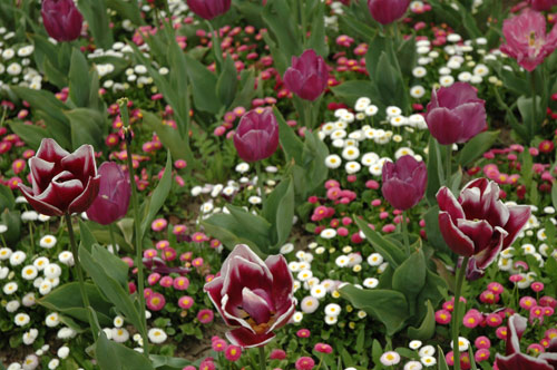Parterre pourpre