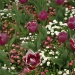 Parterre pourpre