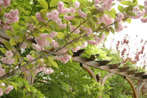 Pergola
