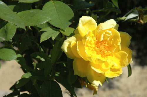 Rose jaune