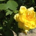 Rose jaune