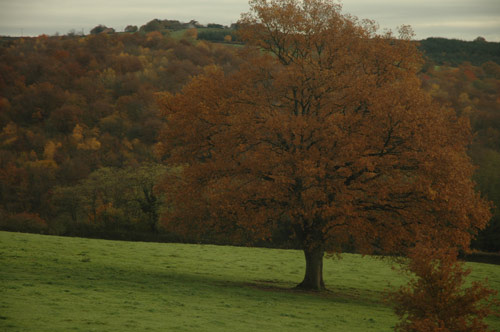 Explosion d automne