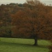 Explosion d automne