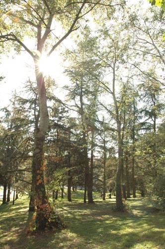 Sous-bois