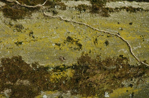 Composition Verte