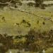 Composition Verte